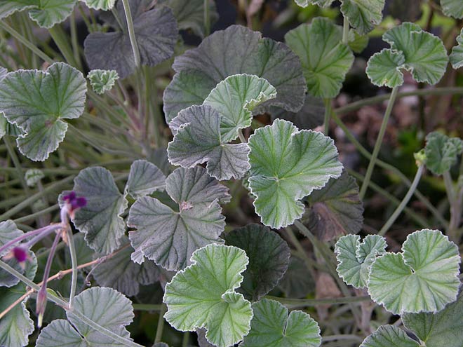 Geranium Essential Oil